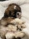 Shih Tzu Puppies for sale in Sugar Creek, MO 64050, USA. price: NA