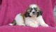 Shih Tzu Puppies for sale in 45-60 194th St, Flushing, NY 11358, USA. price: NA