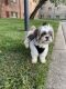 Shih Tzu Puppies for sale in 1209 Linworth Ave, Baltimore, MD 21239, USA. price: $800