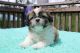 Shih Tzu Puppies for sale in Chipley, FL 32428, USA. price: $1,300