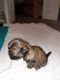 Shih Tzu Puppies for sale in Yancey, TX 78886, USA. price: NA