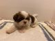Shih Tzu Puppies for sale in Riceville, TN 37370, USA. price: $1