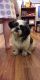 Shih Tzu Puppies for sale in Toledo, OH 43615, USA. price: $200