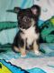 Shih Tzu Puppies for sale in Winter Springs, FL 32708, USA. price: NA