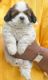 Shih Tzu Puppies for sale in Sector No. 6, Moshi, Pimpri-Chinchwad, Maharashtra 412105, India. price: 40000 INR