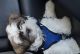 Shih Tzu Puppies for sale in 320 E Angelina Ave, Tracy, CA 95391, USA. price: NA