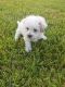 Shih Tzu Puppies for sale in Houston, TX 77081, USA. price: NA