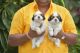 Shih Tzu Puppies for sale in Sector No. 6, Moshi, Pimpri-Chinchwad, Maharashtra 412105, India. price: 40000 INR