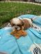 Shih Tzu Puppies for sale in Big Lake, MN, USA. price: $1,500