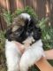 Shih Tzu Puppies for sale in Monee, IL 60449, USA. price: $1,500