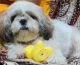 Shih Tzu Puppies for sale in Delhi, India. price: 10000 INR