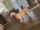 Shih Tzu Puppies for sale in 908 4 Mile Rd NW, Grand Rapids, MI 49544, USA. price: $350