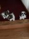 Shih Tzu Puppies for sale in Brainerd, MN 56401, USA. price: NA