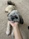 Shih Tzu Puppies for sale in Fort Lauderdale, FL 33302, USA. price: NA