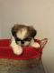 Shih Tzu Puppies for sale in Republic, MO, USA. price: NA