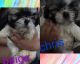 Shih Tzu Puppies for sale in Rochester, NY, USA. price: $1,200