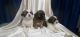 Shih Tzu Puppies for sale in Bangarapet, Karnataka, India. price: 25000 INR