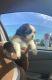 Shih Tzu Puppies for sale in Clinton Twp, MI 48035, USA. price: NA
