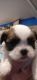 Shih Tzu Puppies for sale in Garland, TX 75041, USA. price: NA