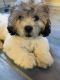 Shih Tzu Puppies for sale in Mt Laurel Township, NJ, USA. price: NA