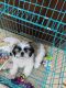 Shih Tzu Puppies for sale in Ludhiana, Punjab, India. price: 50000 INR
