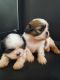 Shih Tzu Puppies for sale in Mallathahalli, Bengaluru, Karnataka, India. price: 25000 INR