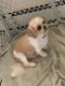 Shih Tzu Puppies for sale in Bowie, MD, USA. price: $1,000