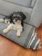 Shih Tzu Puppies for sale in Whitehall, PA 18052, USA. price: NA