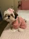 Shih Tzu Puppies for sale in Sharon, PA, USA. price: $1,100