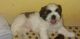 Shih Tzu Puppies for sale in J.C.Nagar, Bengaluru, Karnataka, India. price: 22000 INR