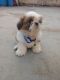 Shih Tzu Puppies for sale in HSR Layout, Bengaluru, Karnataka, India. price: 25000 INR