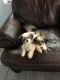 Shih Tzu Puppies for sale in Snellville, GA, USA. price: NA