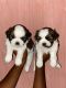 Shih Tzu Puppies for sale in Indergarhi, Uttar Pradesh 201015, India. price: 25000 INR