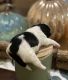 Shih Tzu Puppies for sale in Grafton, MA, USA. price: $2,000