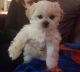 Shih Tzu Puppies for sale in Keedysville, MD 21756, USA. price: $2,400