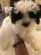 Shih Tzu Puppies for sale in Westchester County, NY, USA. price: NA