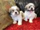 Shih Tzu Puppies for sale in Massachusetts Turnpike, Newton, MA, USA. price: NA