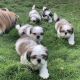 Shih Tzu Puppies for sale in Yaoundé, Cameroun. price: 11,000 XAF