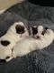 Shih Tzu Puppies for sale in Homestead, FL, USA. price: $2,000