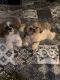 Shih Tzu Puppies for sale in Aubrey, TX 76227, USA. price: NA