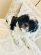 Shih Tzu Puppies for sale in Alvin, TX, USA. price: $400