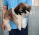 Shih Tzu Puppies for sale in Golf Course Rd, Sector 42, Gurugram, Haryana, India. price: 35000 INR