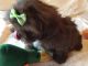 Shih Tzu Puppies for sale in Knoxville, TN, USA. price: NA
