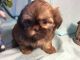 Shih Tzu Puppies for sale in Knoxville, TN, USA. price: $1,300