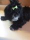 Shih Tzu Puppies for sale in Knoxville, TN, USA. price: $900