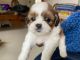 Shih Tzu Puppies for sale in Dodda Kempaiah Layout, Kalkere, Bengaluru, Karnataka 560016, India. price: 25000 INR