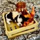 Shih Tzu Puppies for sale in Ellenwood, GA, USA. price: $1,500