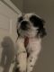 Shih Tzu Puppies for sale in Little Elm, TX, USA. price: $400