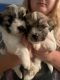 Shih Tzu Puppies for sale in Laurel, MD, USA. price: $600