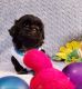 Shih Tzu Puppies for sale in Glen Burnie, MD, USA. price: NA